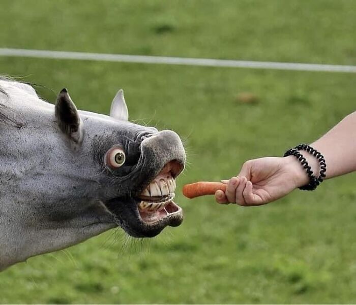 A confusing and unhinged horse making a strange facial expression while reaching for a carrot in a grassy field.