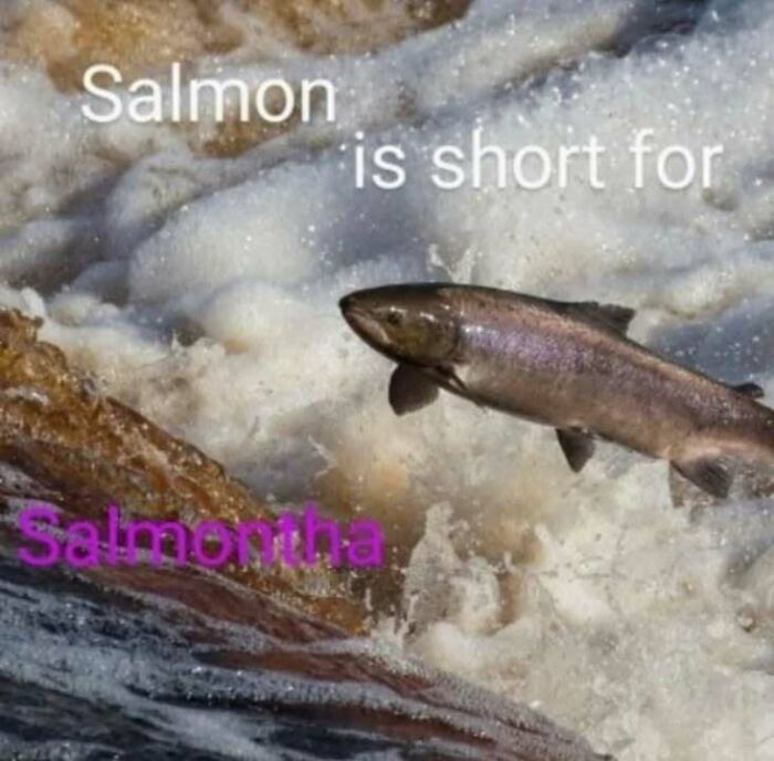 A fish jumping upstream with text humorously stating salmon is short for Salmonitha in a confusing and unhinged image.
