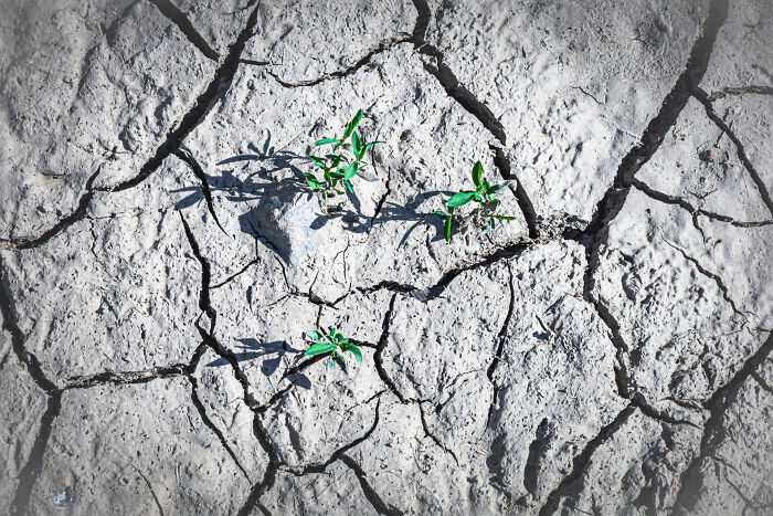 Food In The Field: Harvesting Hope By Regina Merl