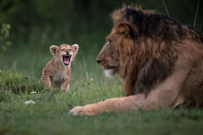 “Naughty Boy” By Talal Al Rabah