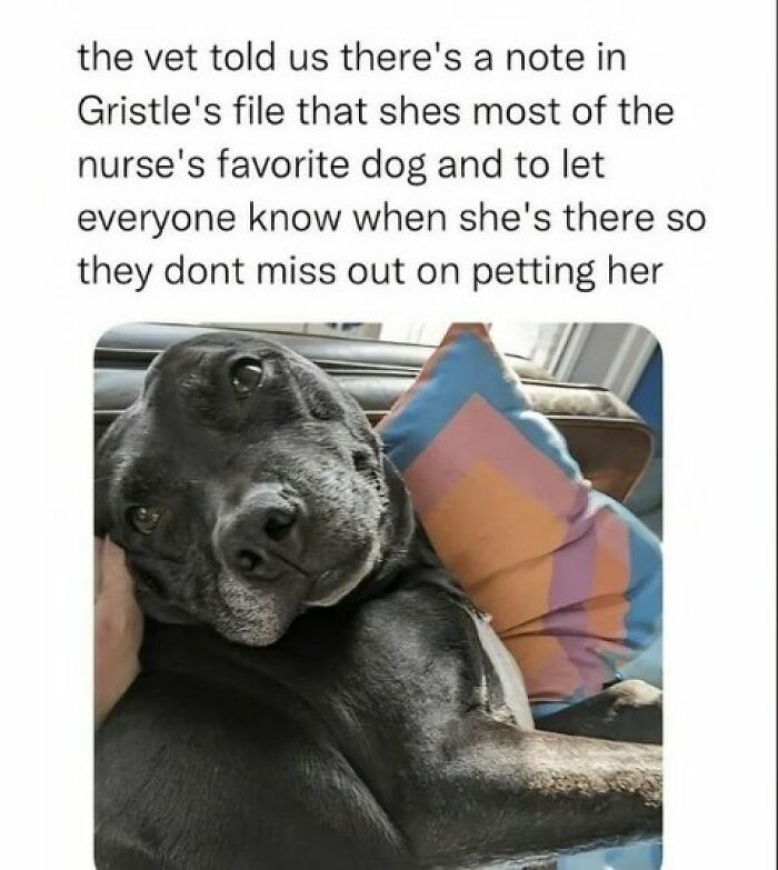 Cute and funny dog lying on a couch with a pillow, caption about being the nurse's favorite dog at the vet.