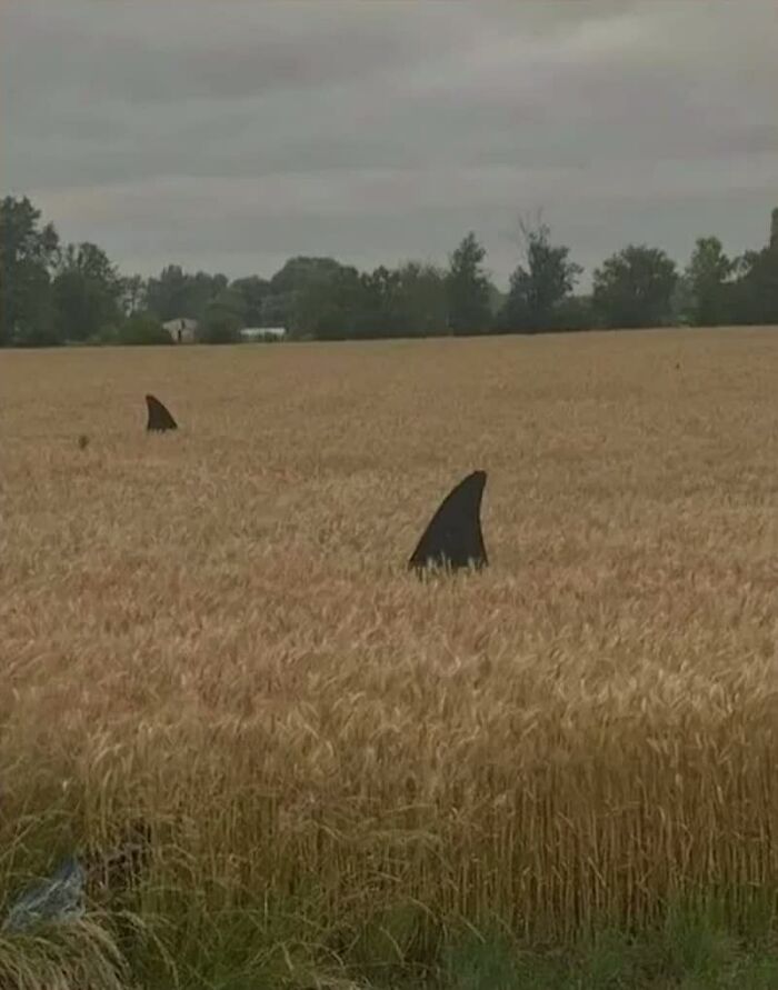 A weird image of two shark fins seemingly swimming through a field of wheat under a cloudy sky.