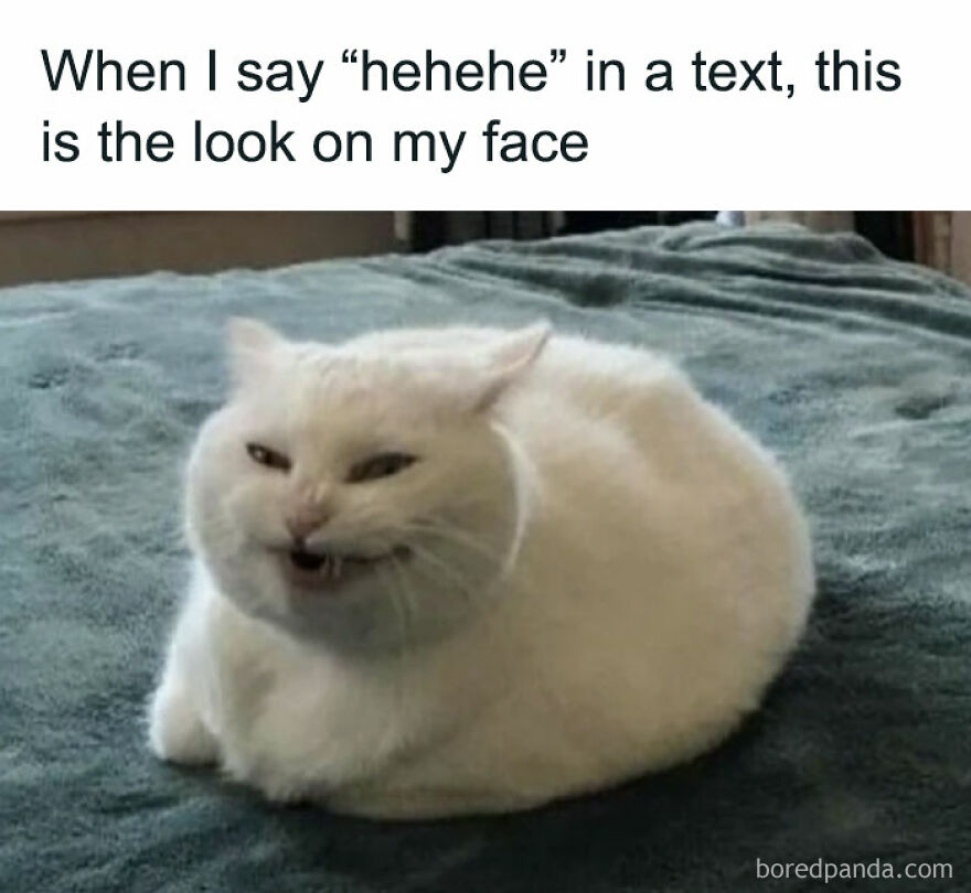 Funny and relatable memes: a white cat on a teal blanket making a funny face, portraying a mischievous "hehehe" look.