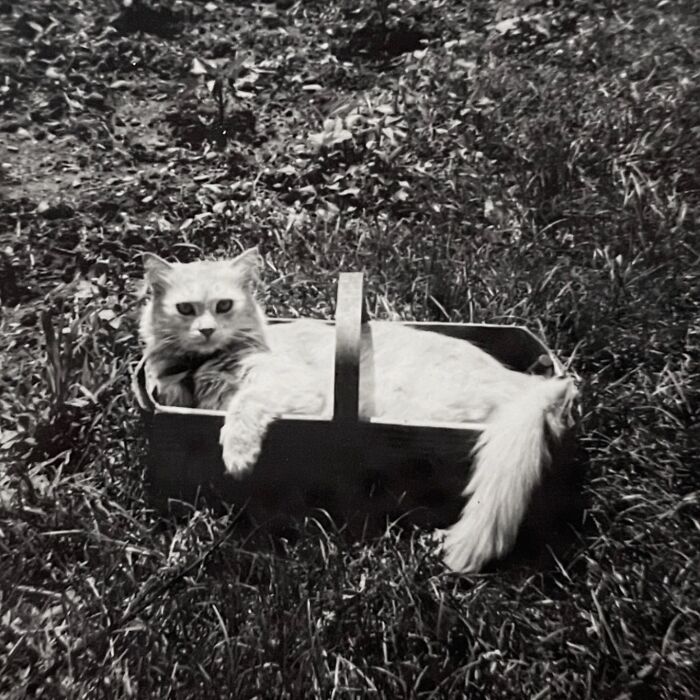 These Charming Vintage Cat Photos Are Taking Over Instagram—and People Can’t Get Enough (30 Pics)
