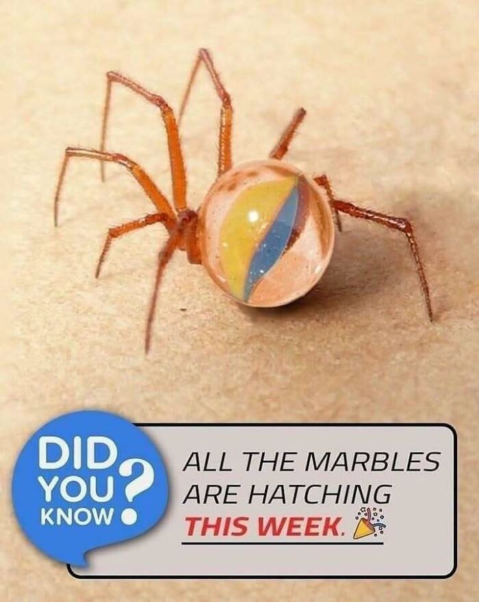 Spider with a marble-shaped body on a textured surface, one of the confusing and unhinged images getting weirder the longer you look.