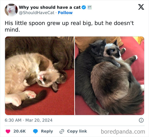Two wholesome cats, one light and one dark, cuddling on a red couch. A great example of wholesome posts.