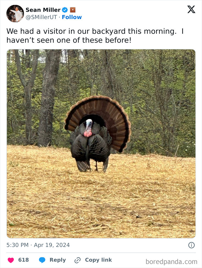 Wild turkey displaying feathers in a backyard, a surprising wholesome animal encounter in a natural setting.