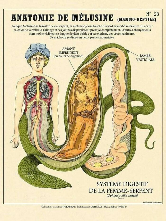 An unusual anatomical illustration of a snake-woman hybrid highlighting confusing and unhinged details that get weirder the longer you look.
