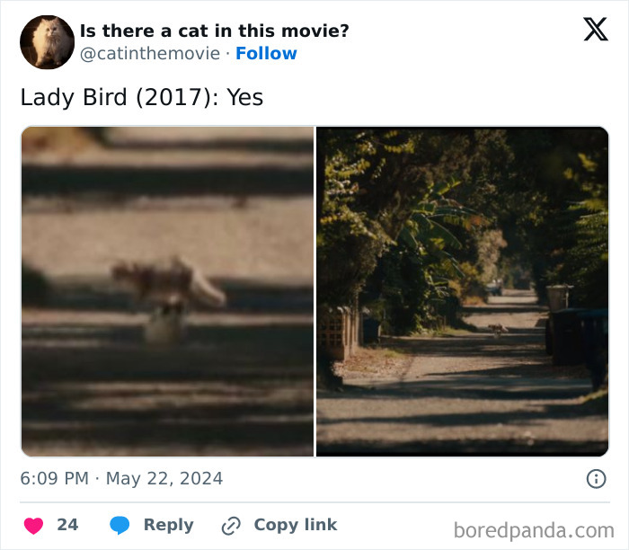 Screenshot from Lady Bird (2017) showing a small cat in cinema on a residential street. A close-up emphasizes the cat.