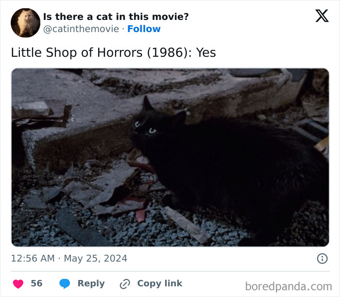A cat in cinema! Black cat with green eyes from Little Shop of Horrors (1986), featured in a movie cat database.