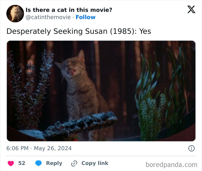 A cat in cinema, specifically from "Desperately Seeking Susan," licks its lips inside an aquarium.