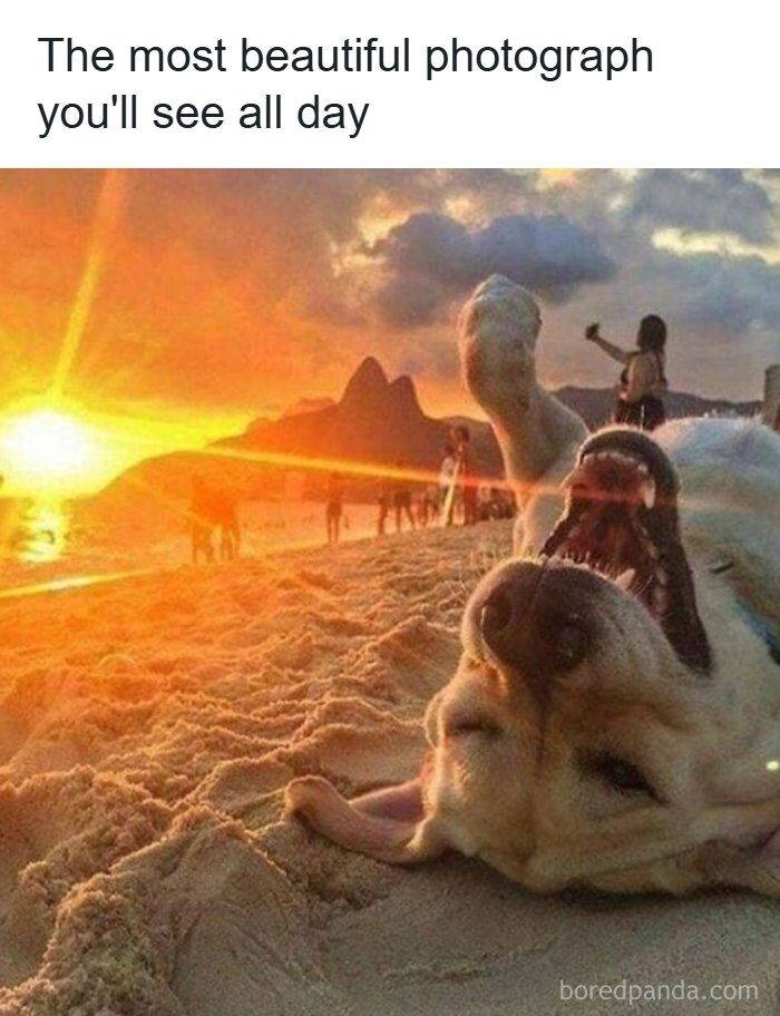 Happy dog lying on sandy beach at sunset with people and mountains in the background, featuring funny and mischievous dogs.