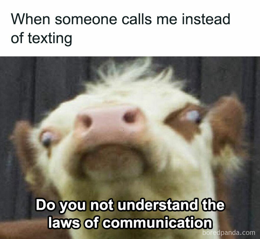 Funny and relatable meme: A cow looks annoyed with text, "When someone calls me instead of texting. Do you not understand the laws of communication."