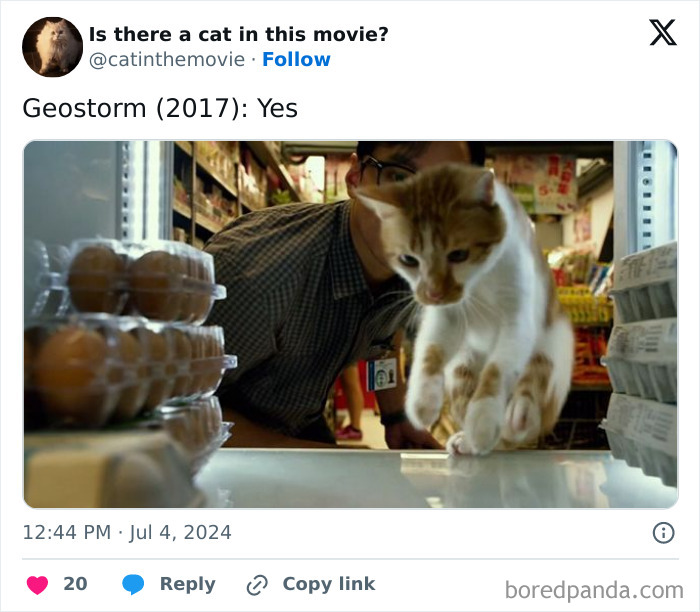 An orange and white cat in cinema, looking down from a store counter, with eggs nearby. Geostorm (2017) features a cat.