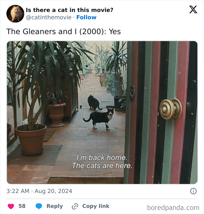 Two cats in cinema, one black and white, one black, in a movie scene with text: "I'm back home. The cats are here."