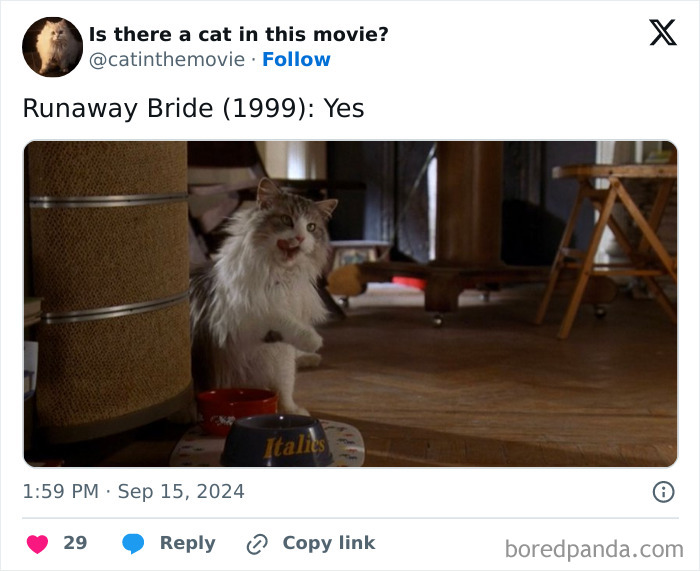A fluffy cat from the movie Runaway Bride, licking its lips, next to two food bowls. Discover more cats in cinema.