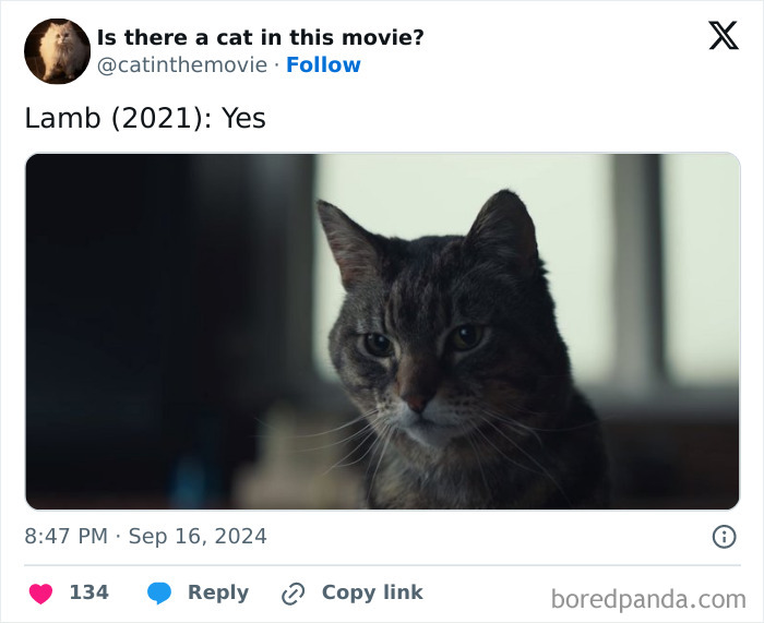 A tabby cat from the movie Lamb (2021) featured by a cat in cinema tracking page.