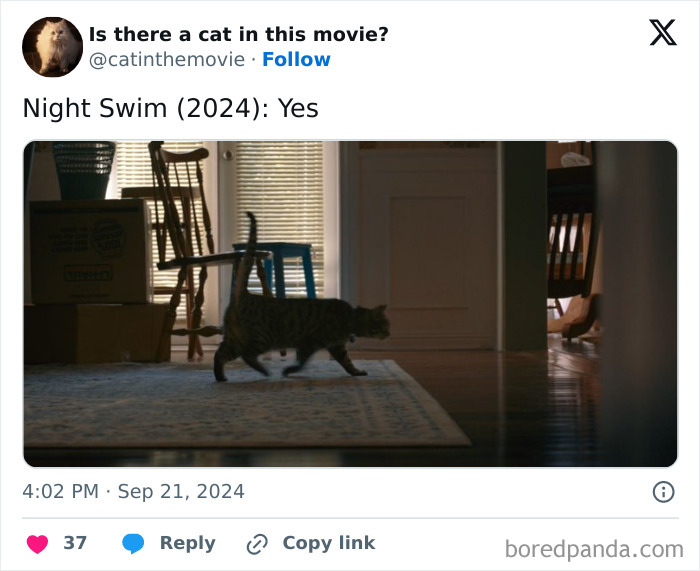 A tabby cat walks across a rug in a house, proving there is a cat in cinema's "Night Swim."