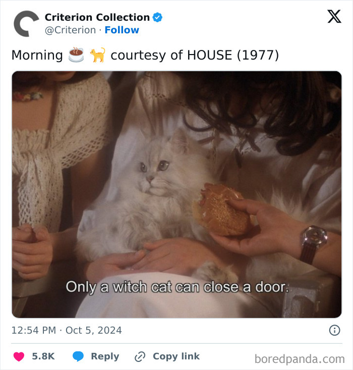 A fluffy white cat from cinema being offered a pastry by a person with a watch. This cat in cinema clip is from HOUSE (1977).
