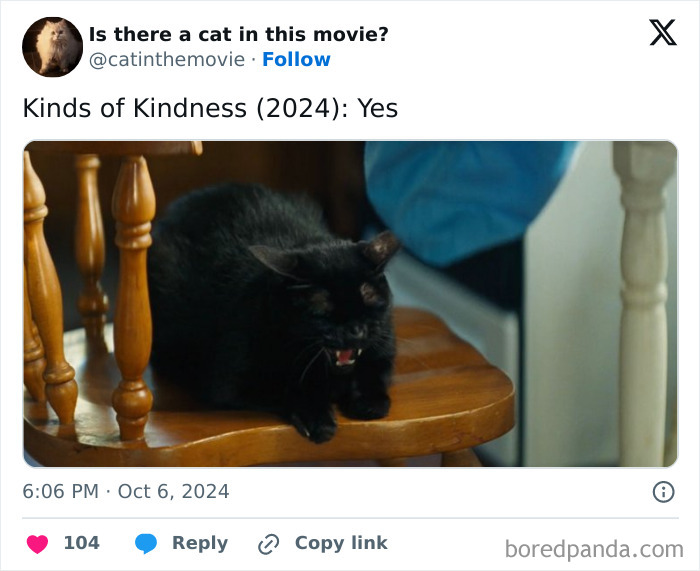 A black cat in cinema, hissing fiercely on a wooden chair, proving Cats in Cinema are everywhere.