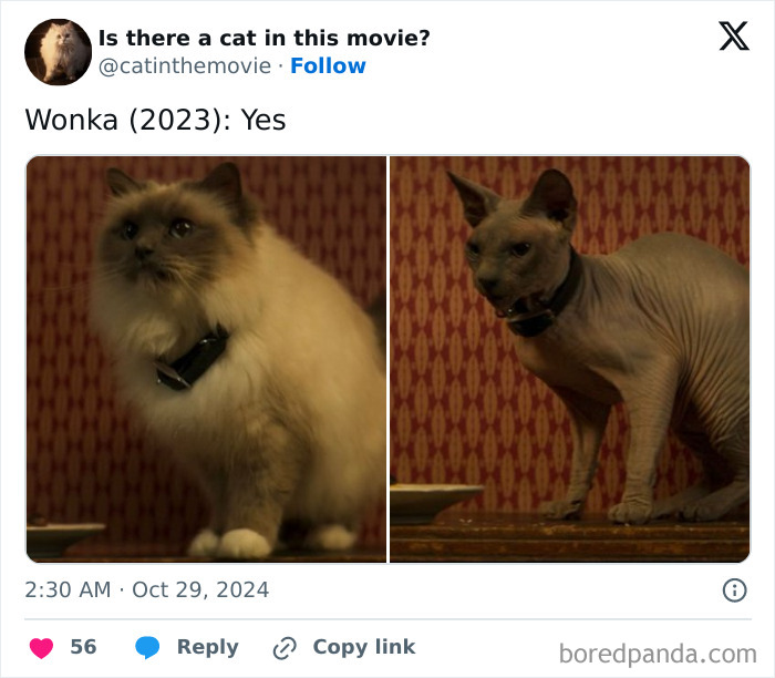 Two cats from Wonka (2023), a fluffy one and a hairless one. Track every cat in cinema.