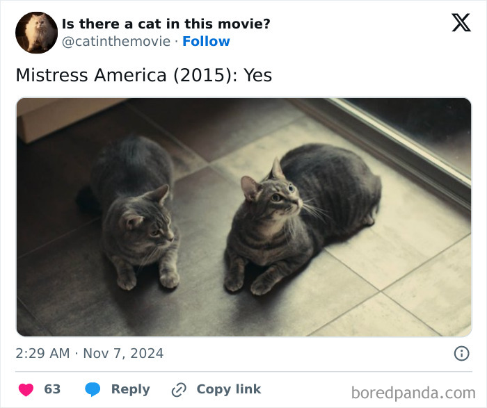 Two tabby cats in cinema, lying on a tiled floor. One looks left, the other up. Featured in a cat tracking post.