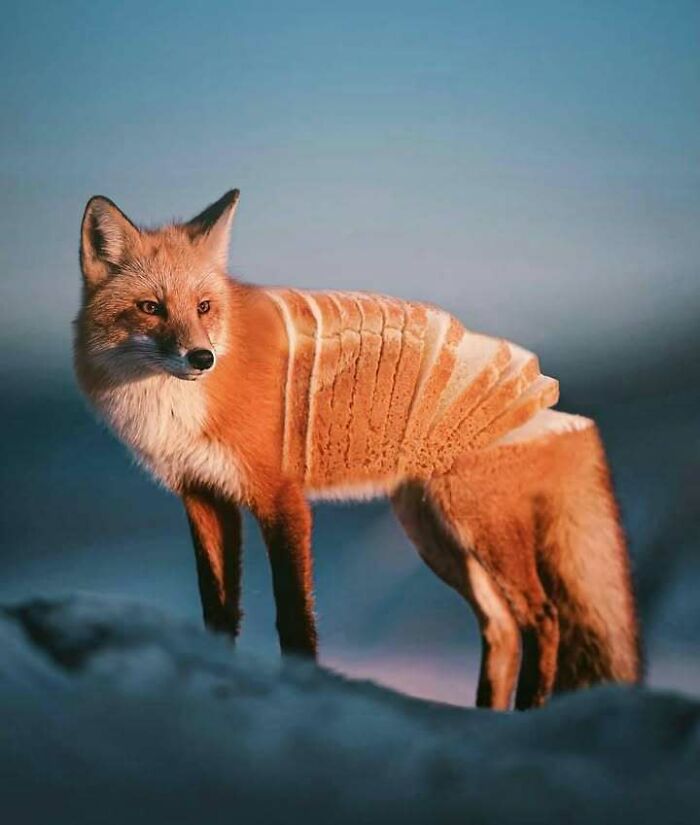 Fox with a body made of sliced bread, creating a confusing and unhinged image that gets weirder the longer you look.