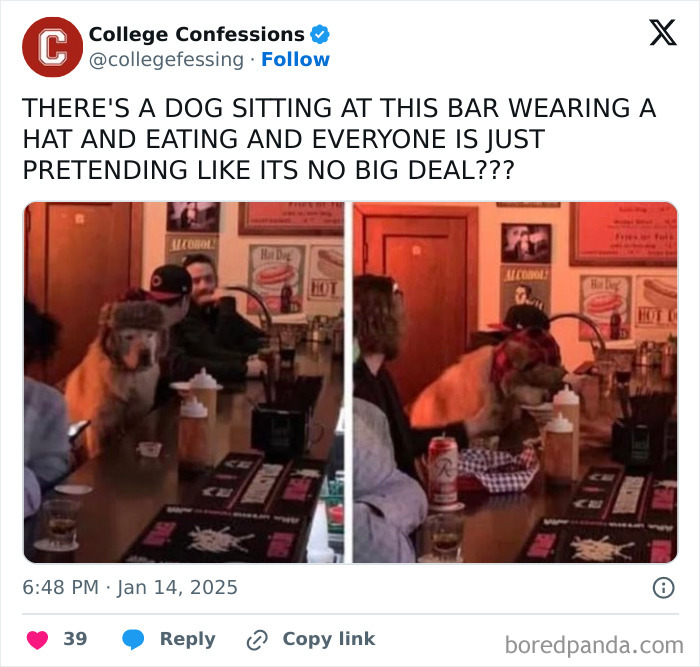 Dog wearing a hat sitting at a bar eating with people around, showcasing cute, funny, and mischievous dog behavior.