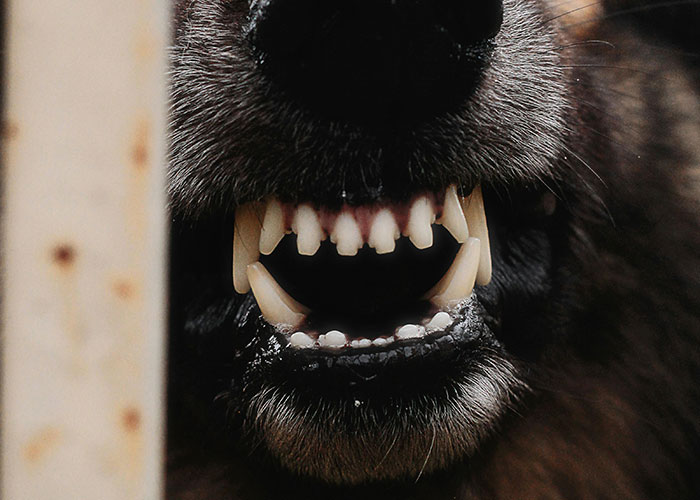 Close-up of sharp animal teeth showing dangers that are a lot more serious than they initially seem.