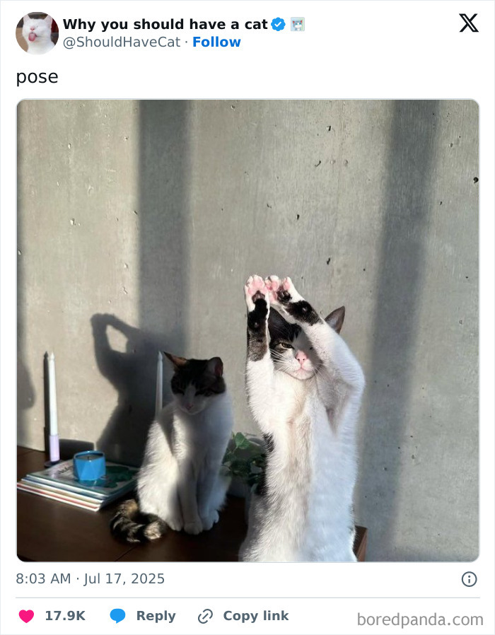 Funny pets: Two cats, one sitting, the other standing on hind legs with paws raised, in sunlight.