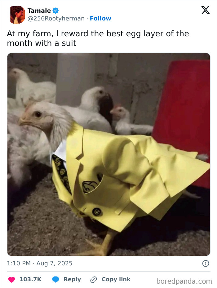 A chicken wearing a yellow suit on a farm, surrounded by other chickens. A fun farm life image for city kids.