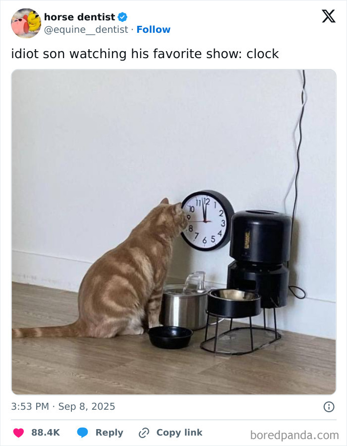 Cat staring closely at a clock on the floor in a relatable meme about humor and giving up on life.