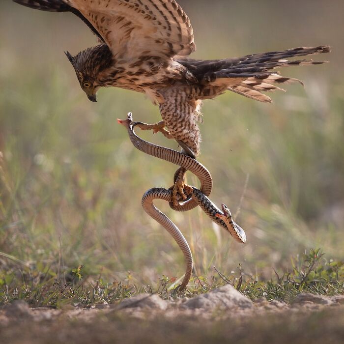 “The Battle” By Jianjun Luo