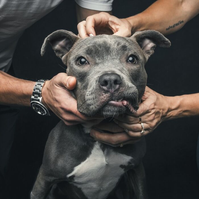 “Gotcha Day!” Captures Heartwarming Studio Portraits Of Rescue Dogs And Their Forever Humans (40 Pics) Interview