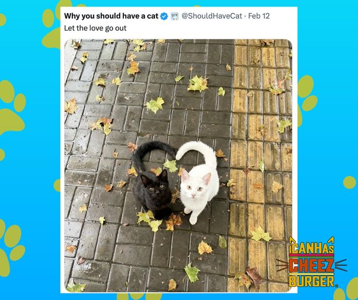 The Original Cat Meme Page Is Still Going Strong: Here Are Some Of The Funniest Posts From I Can Has Cheezburger (50 Pics)