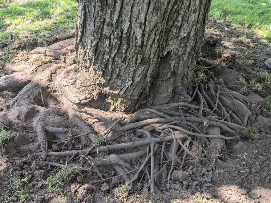 Exposed tree roots tightly enmeshed in soil, symbolizing the enmeshment trap in family emotional closeness.