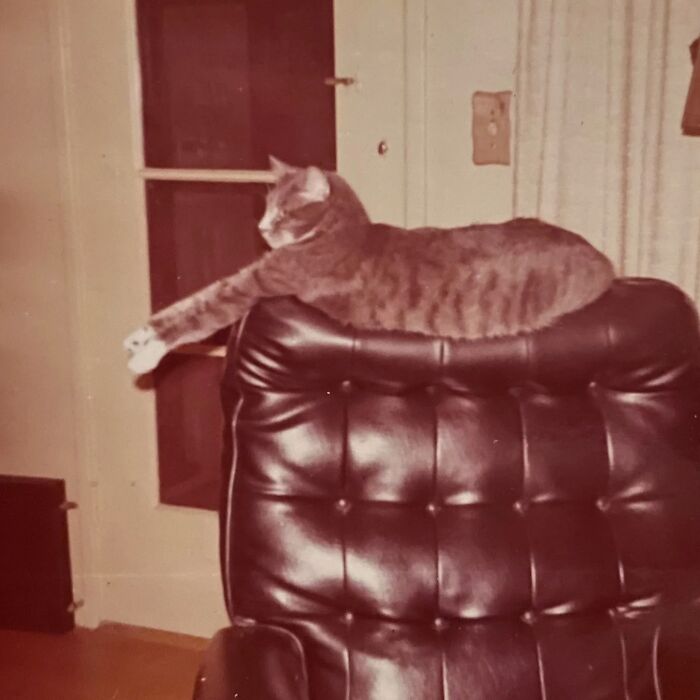 These Charming Vintage Cat Photos Are Taking Over Instagram—and People Can’t Get Enough (30 Pics)