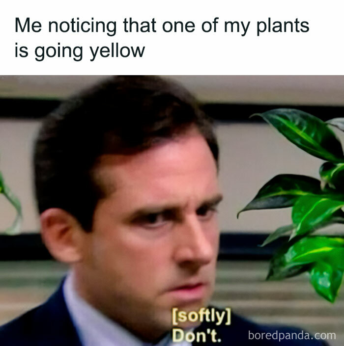 A meme of Michael Scott looking concerned, with text about a plant parent noticing a plant going yellow.