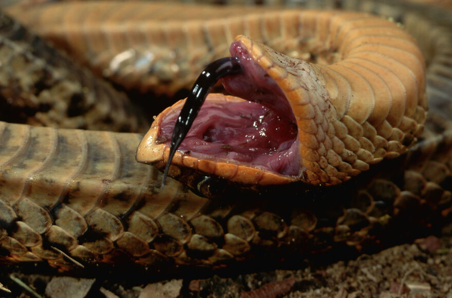 Close-up of a snake with its mouth wide open, revealing its fangs and a black tongue, showing terrified animal reaction.