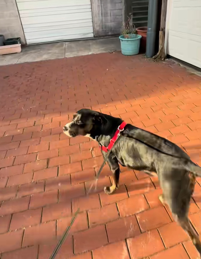 A black and white dog on a red leash walks on a brick alley. The SEO keyword is Figure Lurking in DC Woman's Back Alley.