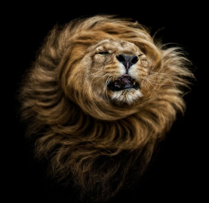 “The Sun King” By Pedro Jarque Krebs