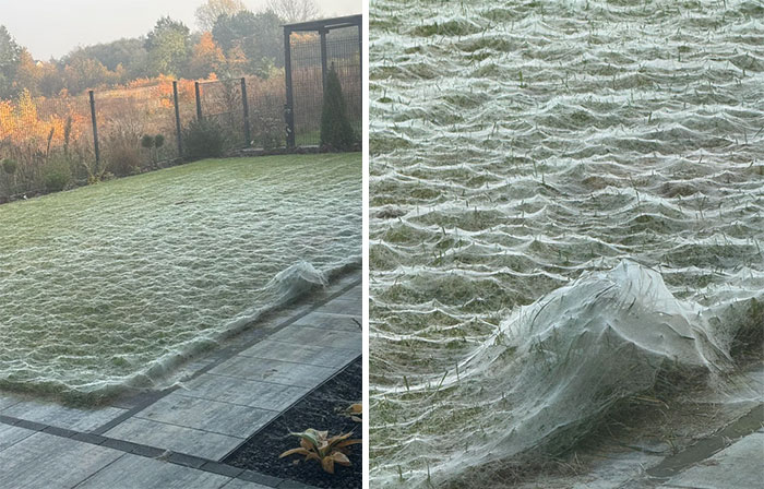Creepy image of a lawn covered in spiderwebs, creating a wavy, eerie landscape. You should view at your own risk.