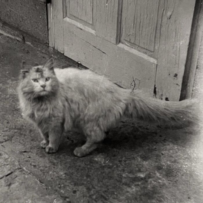 These Charming Vintage Cat Photos Are Taking Over Instagram—and People Can’t Get Enough (30 Pics)