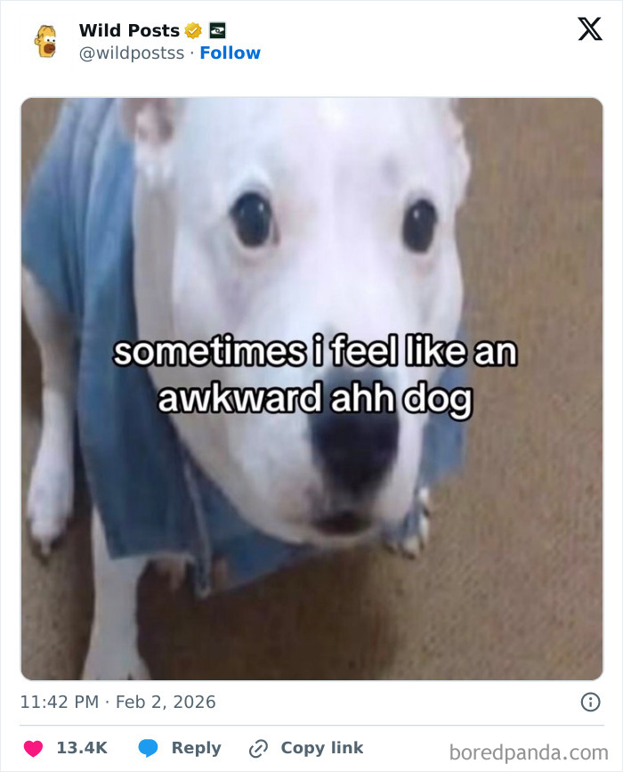 A white dog in a blue shirt with text, sometimes i feel like an awkward ahh dog. Wild posts to spice up your day.