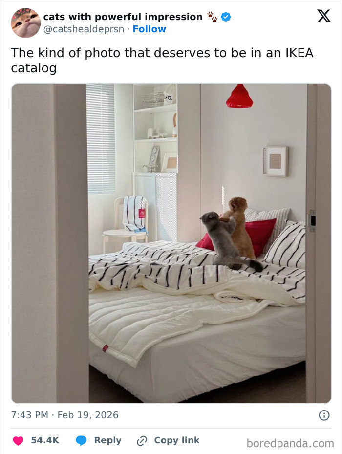 Two cats jumping on a bed in a minimalistic bedroom, fitting the humor in relatable memes about giving up on life.