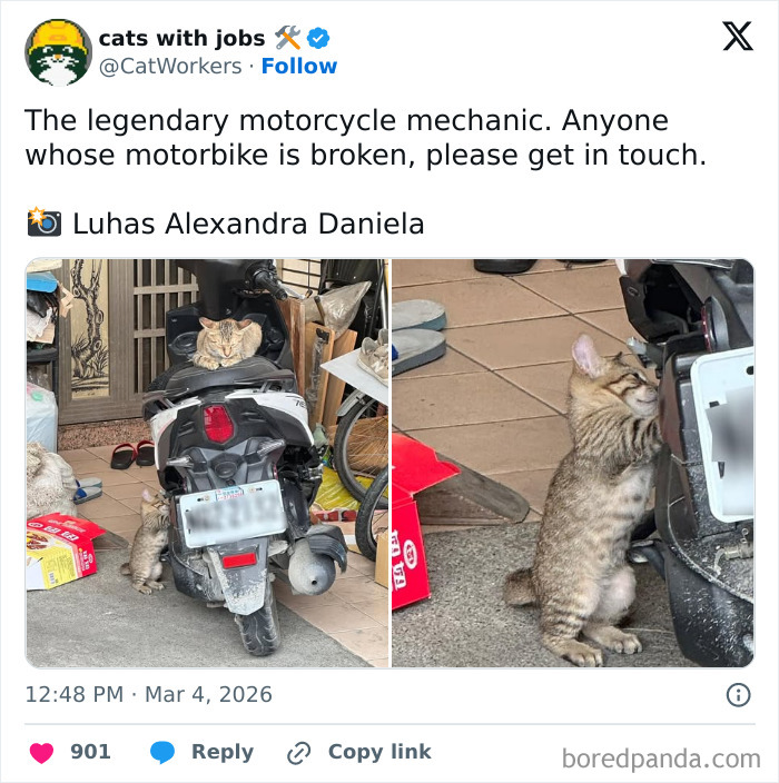Cat working as a motorcycle mechanic, inspecting and fixing a motorbike in a cluttered garage setting.