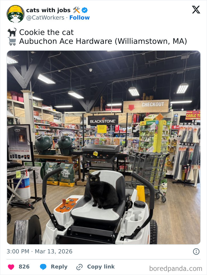 Black cat sitting on a lawn mower inside a hardware store, illustrating cats with jobs in a capitalism setting.
