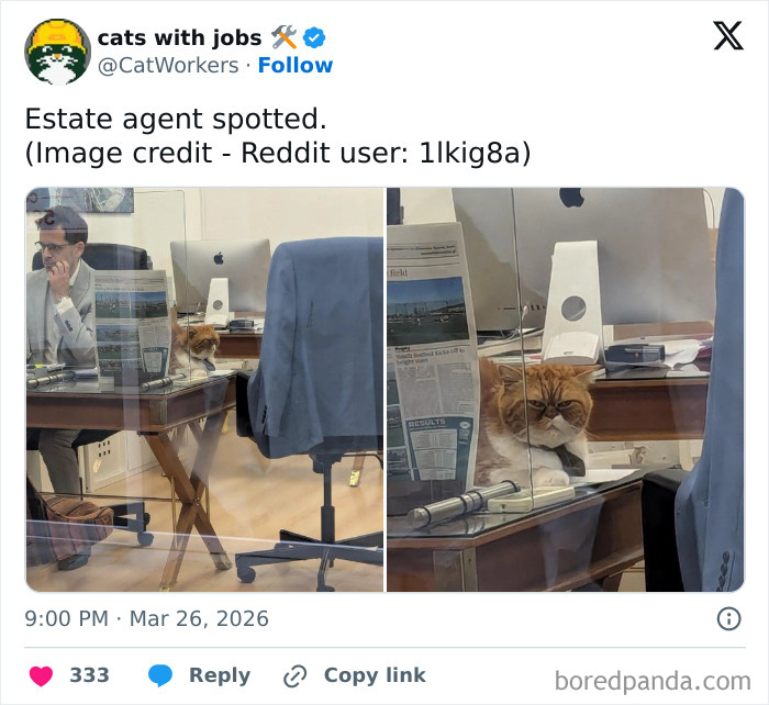 Orange cat sitting at a desk with computer and newspaper, humorously depicted as a cat with a job in a modern office.