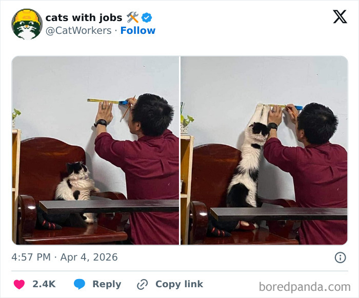 Man in a red shirt measuring a wall while a black and white cat assists by reaching up in a room.