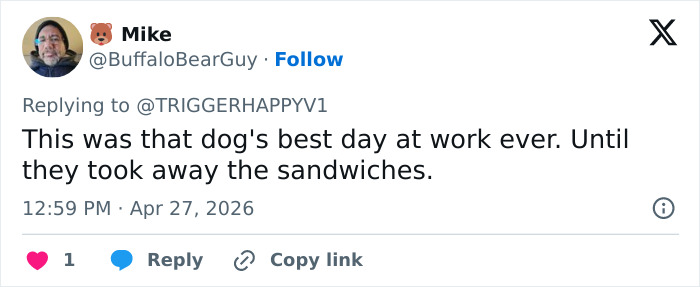 K-9 Beagle da alfândega dos EUA se torna uma sensação viral depois de pegar um passageiro com 100 sanduíches